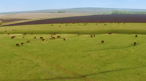 A herd of cows grazing on a huge field Stockbeeldmateriaal 62642324