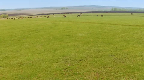A herd of cows grazing on a huge field Stockbeeldmateriaal 62642334