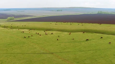 A herd of cows grazing on a huge field Stockbeeldmateriaal 62642343