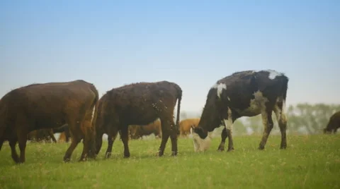 A herd of cows grazing on a huge field Stockbeeldmateriaal 62642352