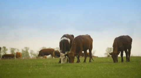 A herd of cows grazing on a huge field Stockbeeldmateriaal 62642354