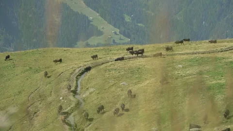 Herd of cows in a  grazing land in the Alps Mountains, Verbier, Switzerland Stock Footage 101575813