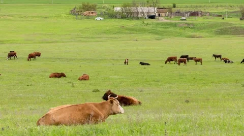 A herd of cows grazing on lush green grass meadows Stock Footage 67748855