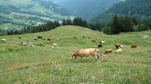 Herd of cows grazing in meadow, 4K Stock Footage 137033253