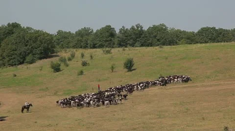 A herd of cows grazing in the meadow Stock-Footage 10917151