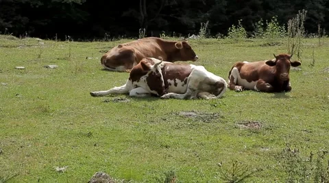 The herd of cows grazing in a meadow Video stock 41466570