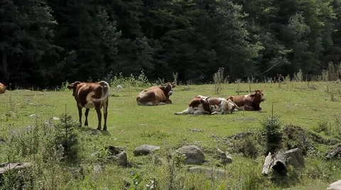 A herd of cows grazing in the meadow 動画素材 41466674