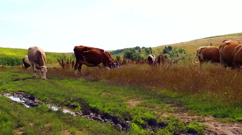 Herd of cows grazing in the meadow. Stock Footage 44200770