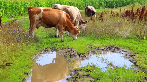 Herd of cows grazing in the meadow. Stock-Footage 44203129