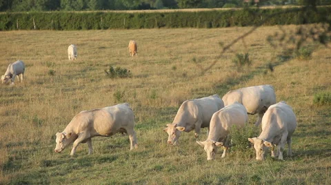 Herd of cows grazing in a meadow Stock Footage 61251891