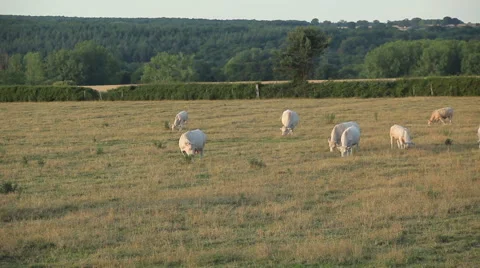 Herd of cows grazing in a meadow Stock Footage 61252496