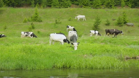 Herd of cows grazing on meadow Stock-Footage 95945865