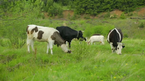 Herd of cows grazing on meadow Video stock 95946575