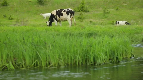 Herd of cows grazing on meadow Stock-Footage 95968713