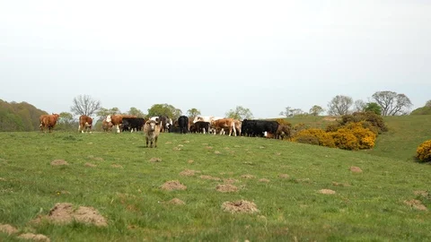 Herd of cows grazing in the meadow Stock Footage 107603026