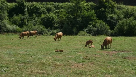 Herd of cows grazing in a meadow Stock Footage 158768997