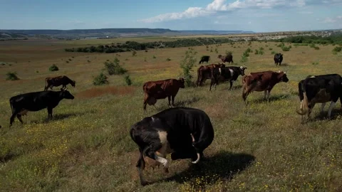 A herd of cows grazing in a meadow Stock Footage 255992673