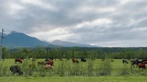 Herd of cows grazing in meadow with mountains in background under cloudy sky Vídeo Stock 268337494
