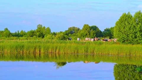 A herd of cows grazing in a meadow on the river bank, a rustic landscape Stock Footage 157350279