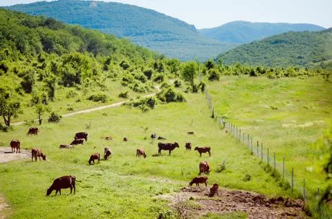 Herd of cows grazing in a meadow in summer Stock Photos