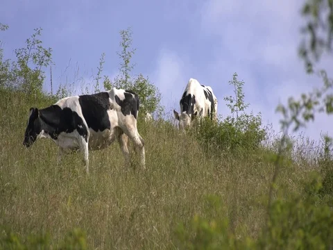 Herd of cows grazing on mountain meadow Stock Footage 78060145