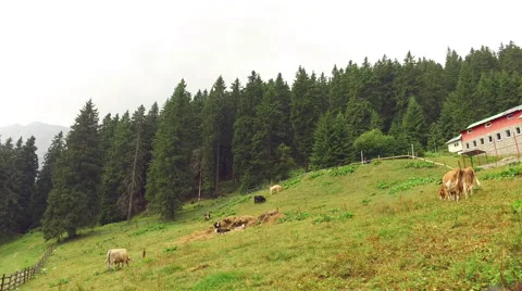 Herd of cows grazing on a mountain pasture near a haystack and a farm Stock Footage 68610843