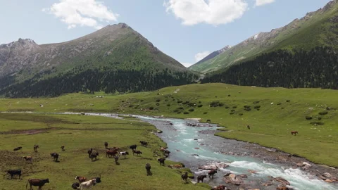 Herd Of Cows Grazing By The Mountain River In Kyrgyzstan - Aerial Drone Shot Stock Footage 321498379