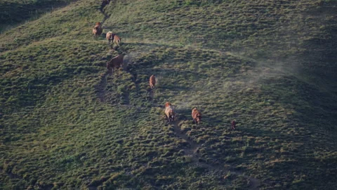 Herd of Cows Grazing on Mountain Slope at Sunset in Gramos, Greece Stock Footage 345950606