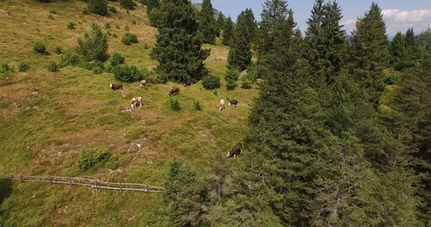 Herd of cows grazing on mountain slopes Stock Footage 106202445