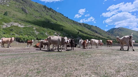 Herd of cows grazing in a mountain valley under a bright blue sky Stock Footage 330182148