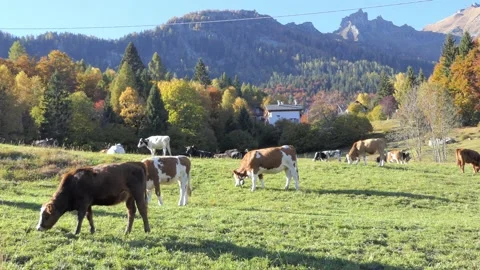 Herd of cows grazing in the mountains Stock Footage 165271265