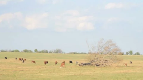 Herd of cows grazing in the open field with the old tree lying near. Stock Footage 8366313