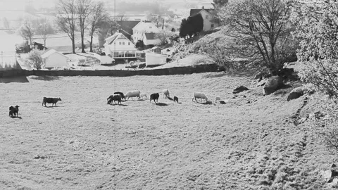 A herd of cows grazing in a pasture Stock Footage 108791968