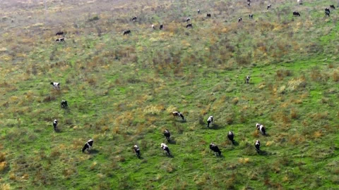 Herd of cows grazing in the pasture Stock Footage 161768802