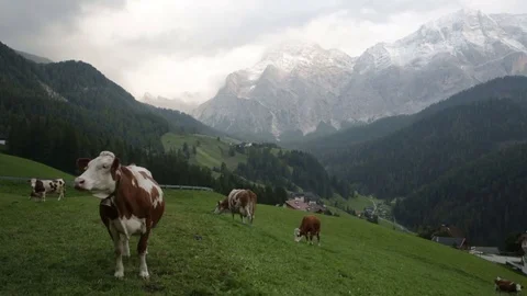 Herd of cows grazing in a pasture in the mountains, Alps Video stock 71674331