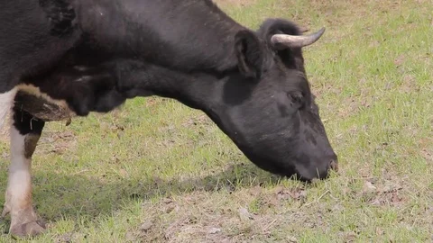 A herd of cows grazing in a pasture in the spring Stock Footage 75316910