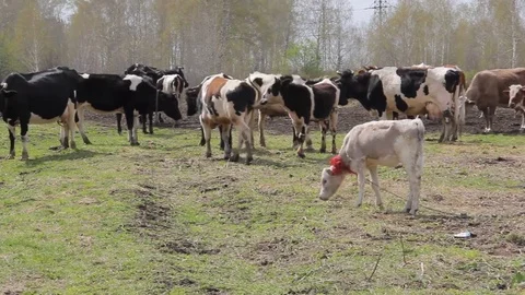 A herd of cows grazing in a pasture in the spring Stock Footage 75316987