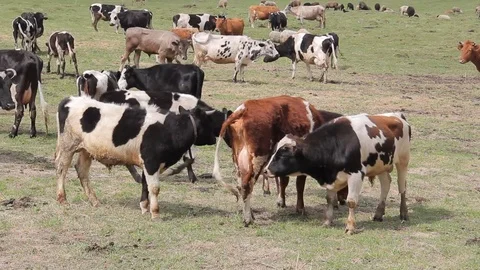 A herd of cows grazing in a pasture in the spring Stock Footage 75317000