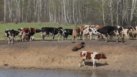 A herd of cows grazing in a pasture in the spring Stockbeeldmateriaal 75317030