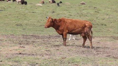 A herd of cows grazing in a pasture in the spring Stock Footage 75317035