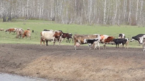 A herd of cows grazing in a pasture in the spring Stock Footage 75317064