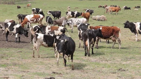 A herd of cows grazing in a pasture in the spring Stock Footage 75317070
