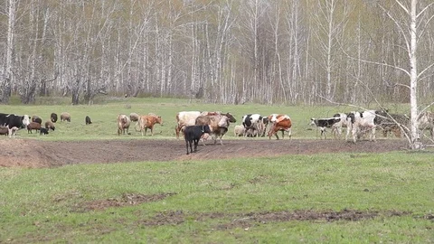 A herd of cows grazing in a pasture in the spring Stock Footage 75317073
