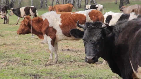 A herd of cows grazing in a pasture in the spring Stock Footage 75317089