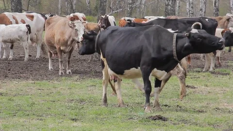 A herd of cows grazing in a pasture in the spring Stock Footage 75317096