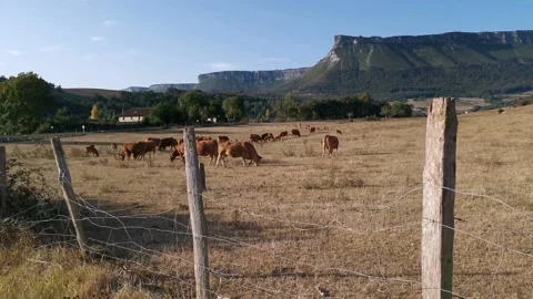 Herd of cows grazing peacefully Stock Footage 139408281