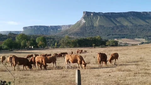 Herd of cows grazing peacefully Stock Footage 139409473