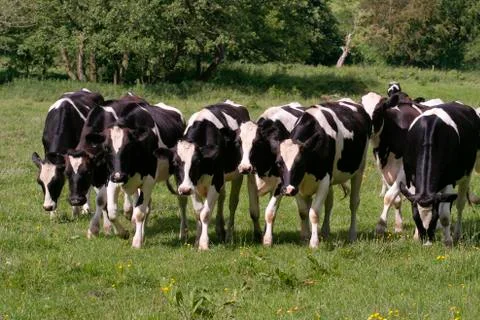 Herd of cows grazing Stock Photos