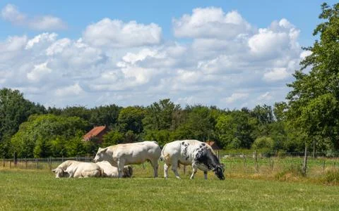 Herd of cows grazing. Foto stock