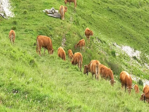Herd of cows grazing with the rain Stock Footage 78382763